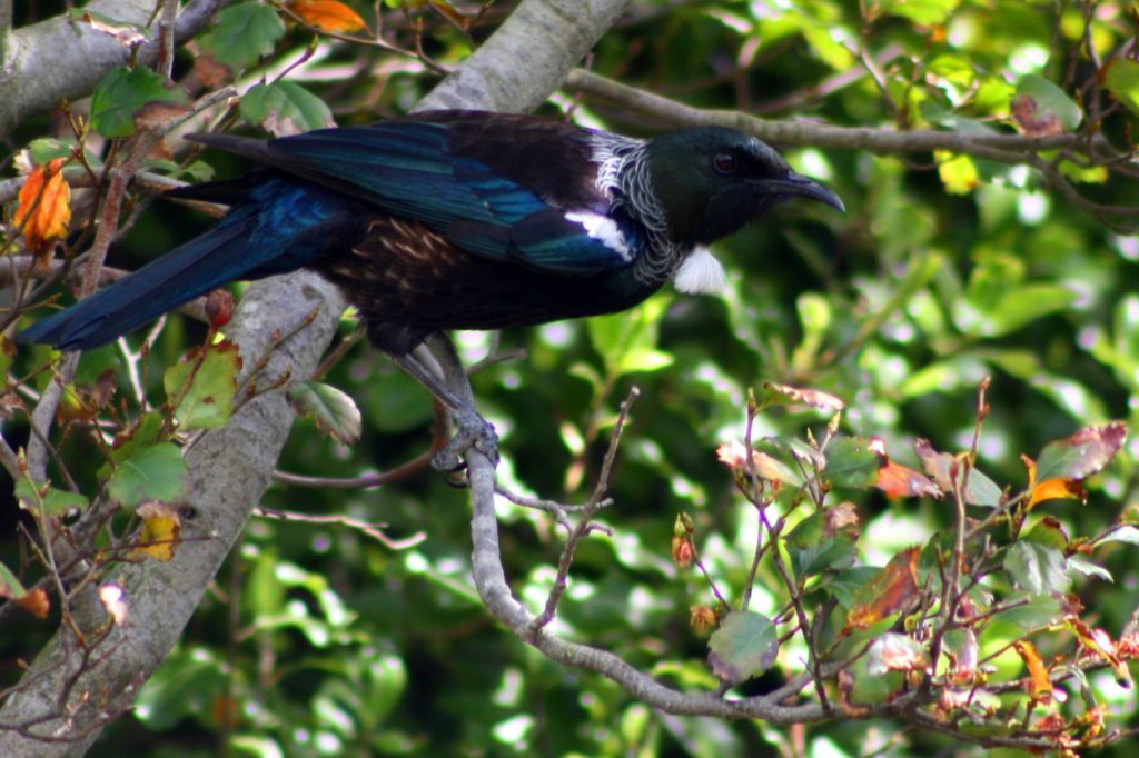 tui